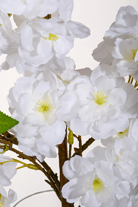 Popular Cherry Blossoms